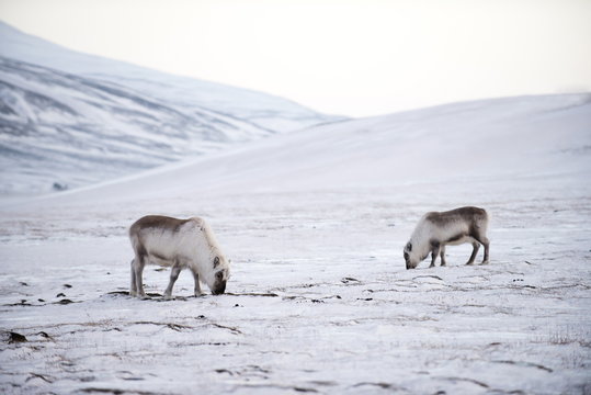 Svalbard reindeer (Rangifer taradus spp. platyrhynchus) grazing in winter, digging to the lichens and grasses below the snow, Svalbard, Arctic