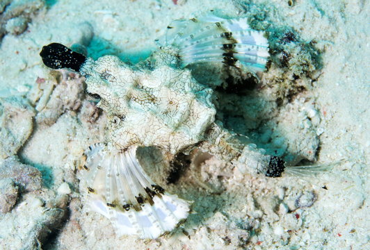 Short dragonfish (sea moth) (Dragon sea moth) (Europegasus draconis), Celebes Sea, Sabah, Malaysia