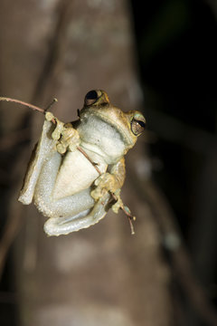 Northern laughing tree frog (Roth's tree frog) (Litoria rothii), Wet Tropics rainforest frog. Queensland