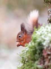 Red Squirrel feeding on nuts