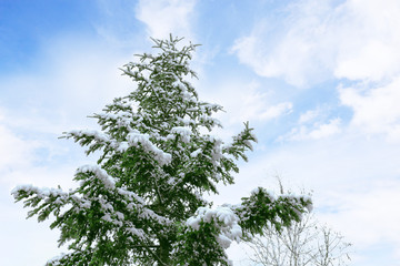 Beautiful fir tree covered with snow on winter day