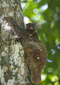 Flying lemur (gliding lemur) (Galeopterus variegates) in Bako National Park near Kuching, Sarawak, Malaysia