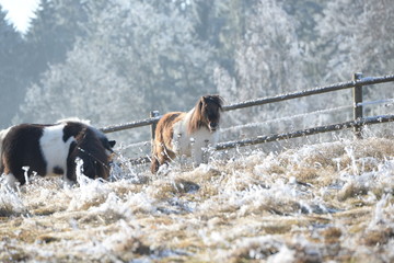 Ponykoppel, 2 gescheckte Miniponies im Winter auf der leicht verschneiten Weide