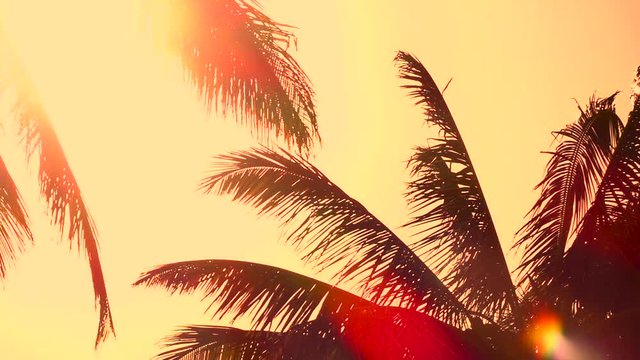 CLOSE UP: Palm tree canopies swinging in summer breeze at amazing golden sunrise