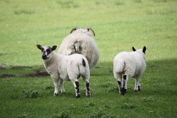 Scottish black face lambs in a countryside farm