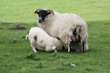 Fototapeta premium A mother sheep feeding her new born baby lamb in a Scottish countryside field