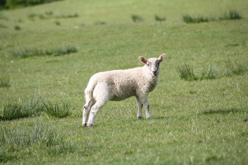 Obraz premium A Scottish black face lamb in a countryside farm