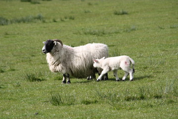 Fototapeta na wymiar A mother sheep feeding her new born baby lamb in a Scottish countryside field