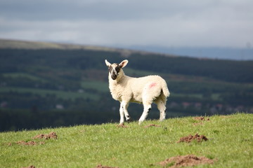 A new born lamb looking at the green beautiful Scottish field