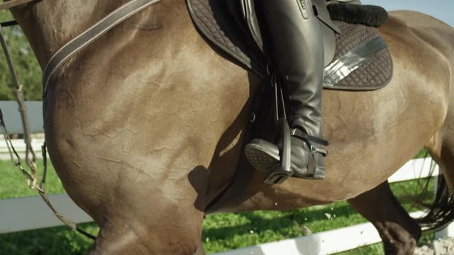 CLOSE UP: Powerful muscular dark brown gelding trotting in outdoors manege
