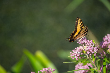 Single Butterfly