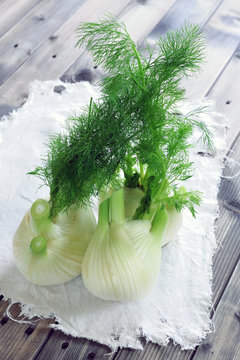 Fresh fennel grown in organic farming