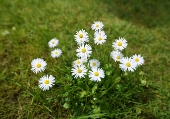 Fototapeta premium Gänseblümchen