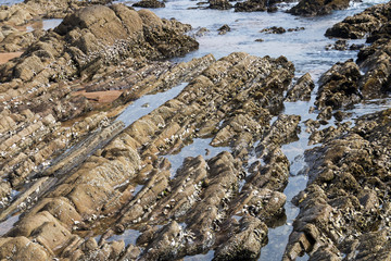 Patterns and Textures and Water on Rocks on Shoreline
