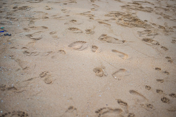 Footprints on the beach