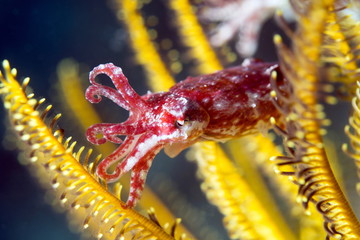 Juvenile cuttlefish (Sepia latimanus) less than 3 cm long shelters in the arms of a crinoid (featherstar), Celebes Sea, Sabah, Malaysia