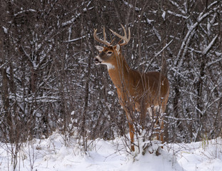 White-tailed Deer Buck in Winter