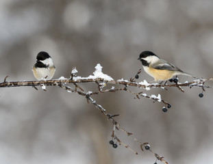 Two Black-Capped Chickadees in Winter 