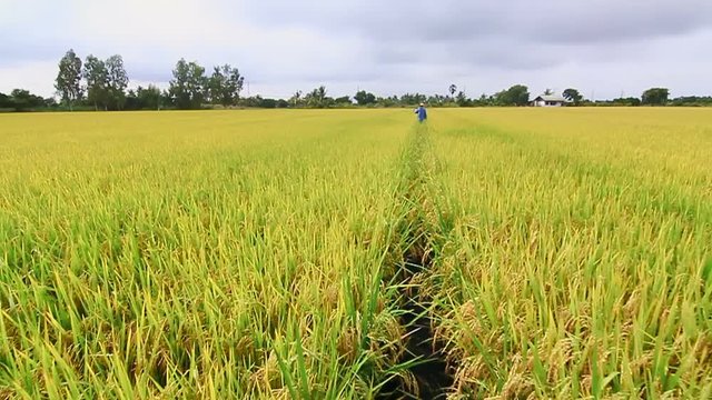 Rice field with moving forward and farmer at  far away