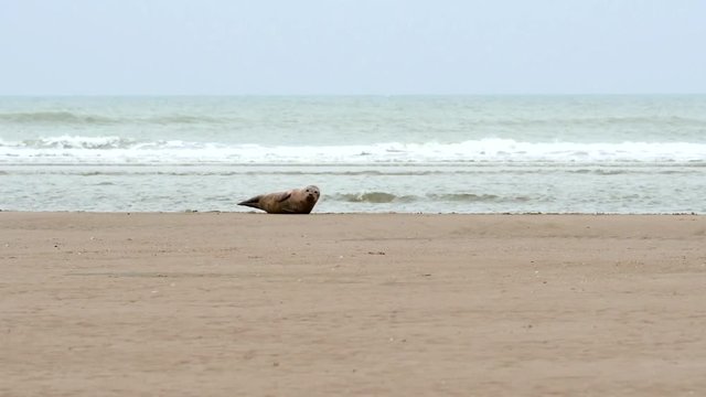b&eacute;b&eacute; phoque se reposant sur la plage