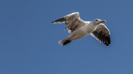 A Flying Seagull Bird in Blue Clear Sky Along California Beach 