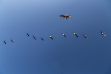 Flying Seagulls Birds in the Sky Line Pattern