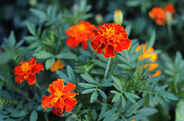 Marigolds Tagetes erecta, Mexican marigold, Aztec marigold, African marigold 
