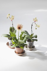 Potted flower plants plates on white floor