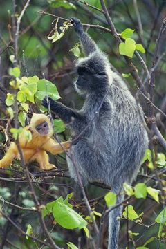 Female Silvered Langur and infant, Bako National Park, Sarawak, Borneo, Malaysia