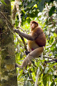 Male proboscis monkey (Narsalis larvatus) is only found on Borneo, Bako National Park, Sarawak, Borneo, Malaysia