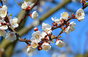 Blooming apple tree