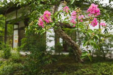 Fototapeta na wymiar Japan Himeji Himeji Koko-en Gardens