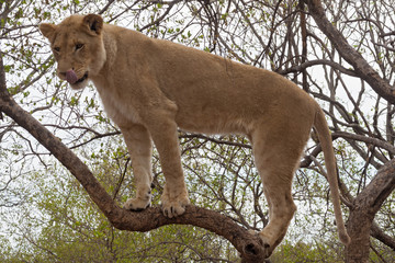 Young lion on a tree, South Africa