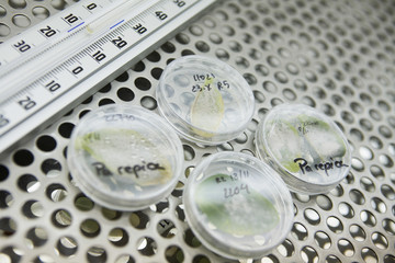 Leaves in petri dishes and thermometer on lab shelf