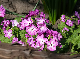 Beautiful little purple flowers. Primula juliae, also known as Julias primrose or purple primrose