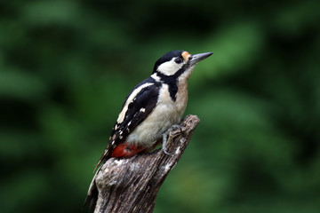 Weiblicher Buntspecht