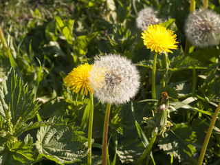 Dandelion. Dandelion fluff. Dandelion tranquil abstract closeup art background.