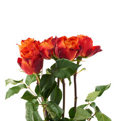 Fresh roses over the white isolated background