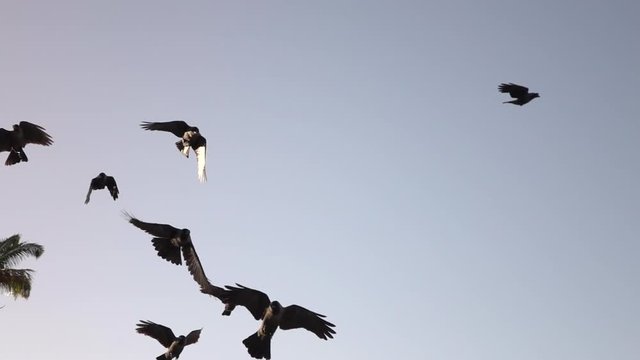 CLOSE UP: Curious adorable crows flying in big flock near lush palm tree canopy