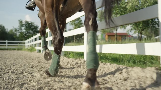 CLOSE UP: Strong muscular dark brown stallion galloping in sandy riding arena