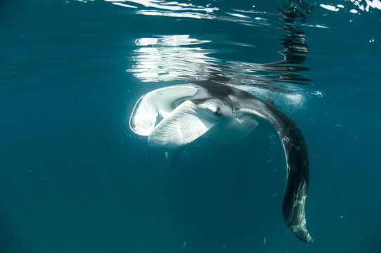 Manta ray (Manta birostris) feeding on zooplankton by extending its cephalic lobes, Quintana Roo, Mexico