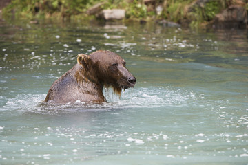 Grizzly brown bear in river water