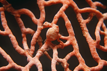Pygmy seahorse on gorgonian coral © MDBPIXS