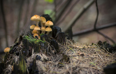 Grzyby © Jozef