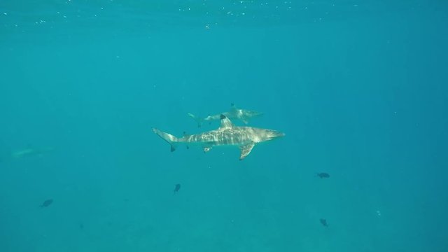 requins - bora bora