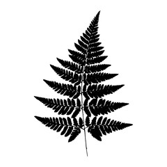 Fern 21. Silhouette of a fern on a white background. Vector.