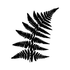 Fern 22. Silhouette of a fern on a white background. Vector.