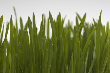 Fototapeta na wymiar Fresh green blade of wheat grass isolated over white background