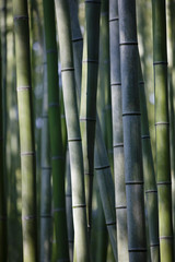 Japan Kyoto bamboo grove close-up