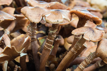 Thin Stemmed Wild Honey Fungus Mushrooms